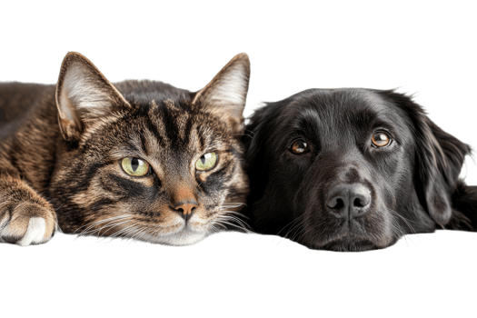 Portrait of a tabby cat and black dog together, cut out transparent png