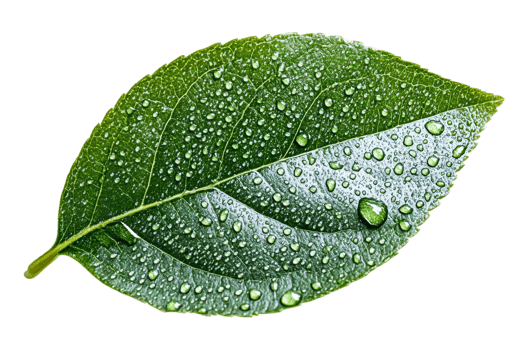Green leaf covered in water droplets, isolated, cut out transparent png