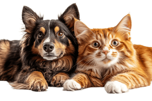 Dog and Cat Posing Together, Isolated, Pet Companionship, Friendliness, cut out transparent png