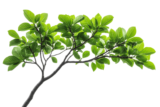 Fresh green leaves on tree branch in sunlight, cut out transparent png
