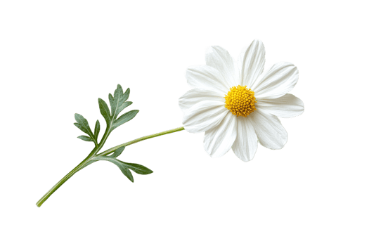 White chamomile flower with yellow core, isolated on black, cut out transparent png