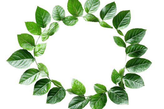 Green leaves circle frame, natural design element, cut out transparent png