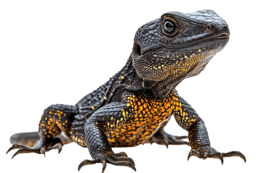 Armadillo lizard, black reptile with orange spots, macro closeup, cut out transparent png