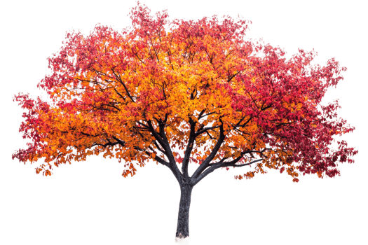 Autumn tree with colorful leaves, fall season scenery , cut out transparent png