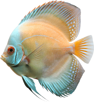Exotic Discus Fish Clipart for Tropical Aquarium Creatures. . png