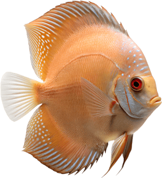 Tropical Discus Fish Clipart for Nature and Aquarium Designs. . png