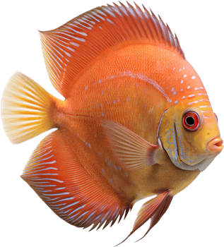 Tropical Discus Fish Artwork for Nature and Pet Designs. . png
