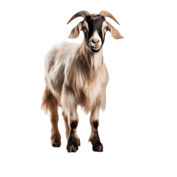 Saanen goat standing on wooden stump in nature animal photography rustic environment close-up perspective png
