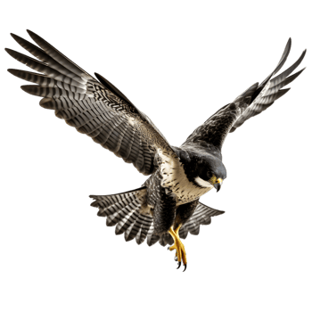 Peregrine falcon diving at high speed natural habitat wildlife photography aerial view nature's speedy predator png