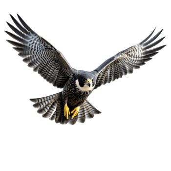 Peregrine falcon diving at high speed open sky wildlife photography natural habitat aerial view bird behavior png