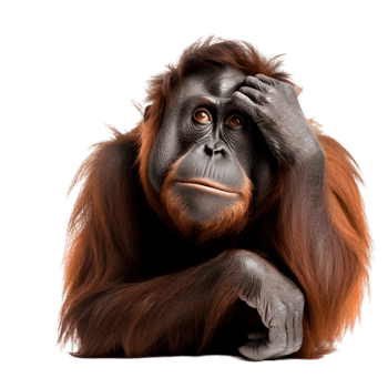 Orangutan contemplating life tropical forest wildlife photography calm setting close-up perspective nature's emotions png