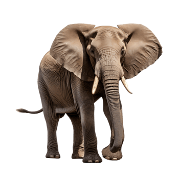 African elephant grabs food with trunk in natural habitat savanna wildlife photography close-up view for conservation awareness png
