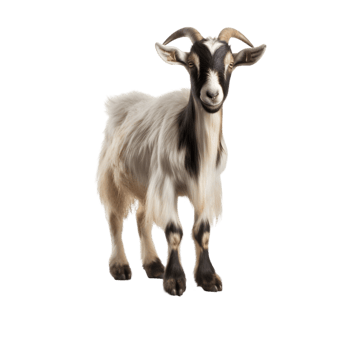 Saanen goat standing on wooden stump farmyard animal photography rustic setting close-up view farm life concept png