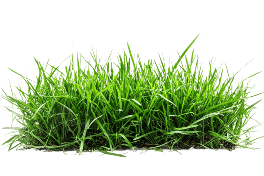 Lush Green Grass Blades on a Black Background, cut out transparent png