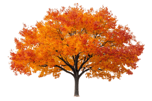 Deciduous tree in autumn colors with a leafy crown, cut out transparent png