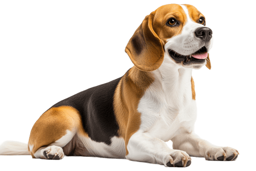 Beagle dog portrait resting head up happily, cut out transparent png