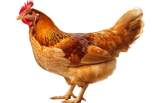 Majestic hen with golden feathers, farm animal portrait, cut out transparent png