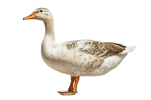 Majestic goose with brown and white feathers stands proud, cut out transparent png