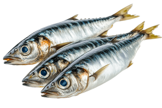 Fresh, shiny mackerels are stacked, close up, fish delicacy, cut out transparent png