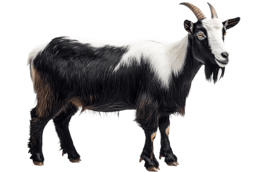 Black and White Goat Standing, Animal Portrait, Farm, Isolated, cut out transparent png