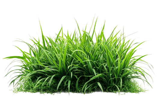 Ornamental grass with long thin leaves, garden plant, cut out transparent png