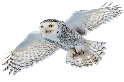 Majestic snowy owl flying with wings spread, cut out transparent png