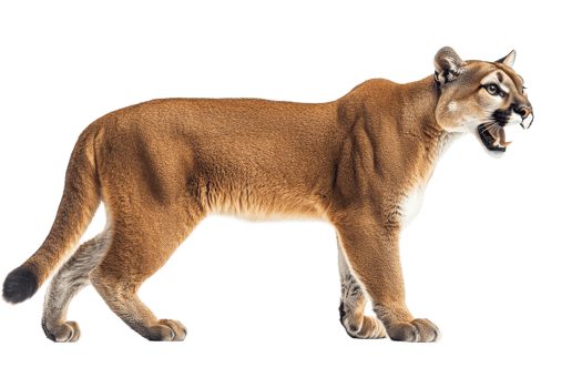 Roaring mountain lion, isolated and powerful predator , cut out transparent png