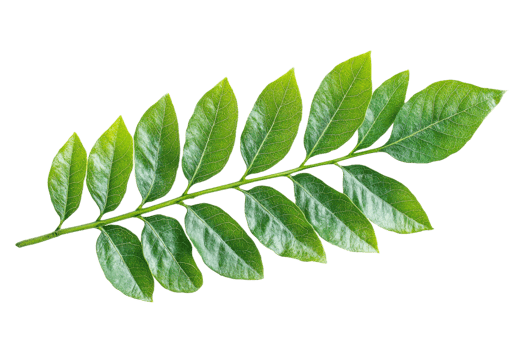 Foliage branch of green leaves in detail, cut out transparent png