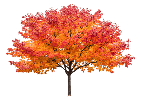 Tree displays vibrant autumn foliage, season change , cut out transparent png