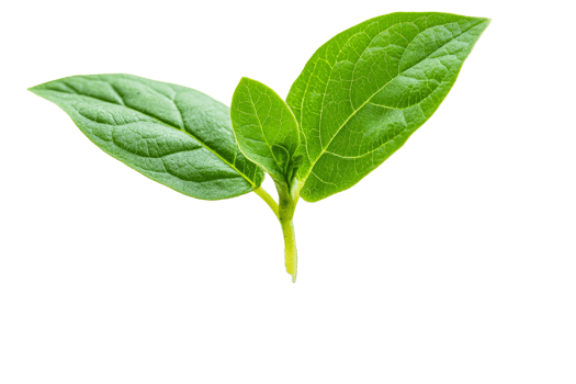 Vibrant new sprout with lush leaves, cut out transparent png