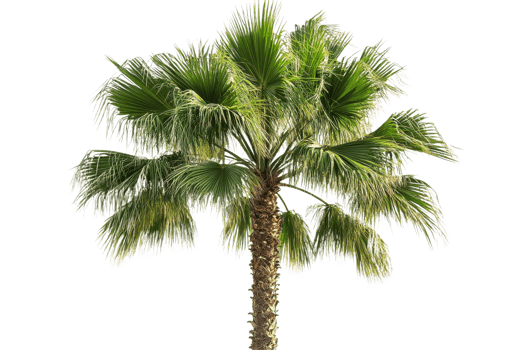 Palm tree with green leaves, botanical trunk detail, cut out transparent png