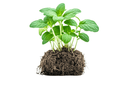 Green basil plant with soil and root system, cut out transparent png