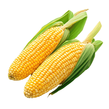 Freshly harvested corn on cob with green husks isolated on a Transparent background for culinary and agricultural themes, Corn isolated on background png