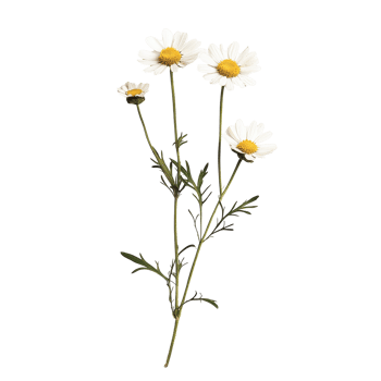 White daisies isolated on a clean Transparent background showcasing their natural beauty and simplicity, Daisy isolated on background png