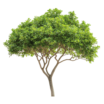 Green tree with lush foliage isolated on a Transparent background for creative design use, Isolated image dense green leafed tree on a background png
