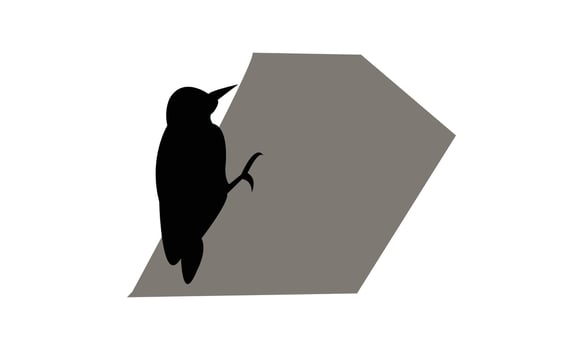 African grey woodpecker bird Silhouette vector