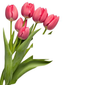 Fresh pink tulips with a blank card on a white background ready for personal notes or messages, Fresh tulips with blank card on white png
