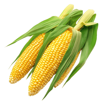 Fresh corn cobs with green husks isolated on a Transparent background showcasing vibrant yellow kernels, Corn isolated background png