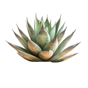 Agave plant thriving in arid landscape with rocky soil during midday sun, Isolated image an agave plant growing in dry land on a Transparent background png
