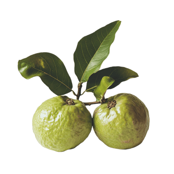 Fresh guava fruit with green leaves isolated on a white background showcasing natural beauty and freshness, guavaisolated on white background png