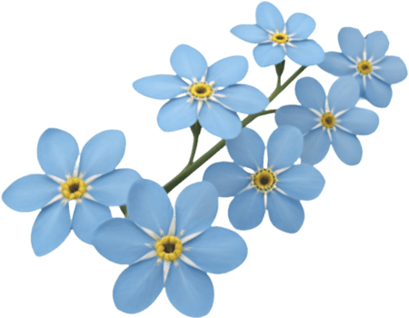 Forget-Me-Not flowers clipart with bright blue petals. . png