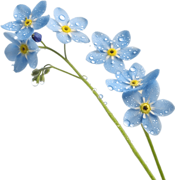 Colorful Forget-Me-Not flowers clipart for creating beautiful patterns. . png