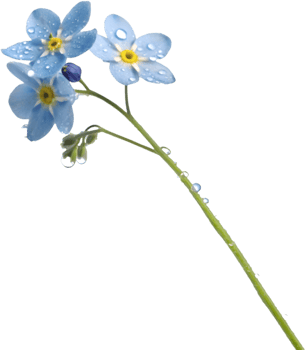 Whimsical Forget-Me-Not flowers clipart for your creative needs. . png