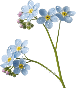Fresh Forget-Me-Not flower clipart for making elegant artwork. . png