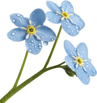 Artistic Forget-Me-Not flowers clipart perfect for crafting. . png