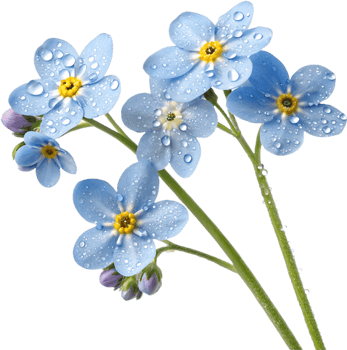 Soft Forget-Me-Not flowers clipart for vintage-inspired art. . png