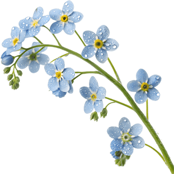 Nature-inspired Forget-Me-Not flowers clipart for your creations. . png