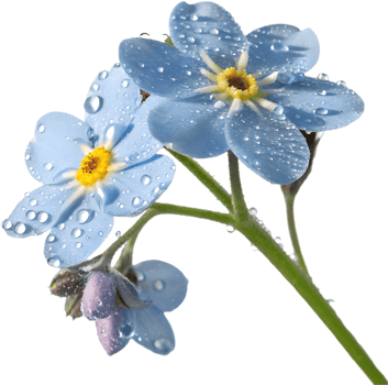 Forget-Me-Not flowers clipart with delicate and vivid colors. . png