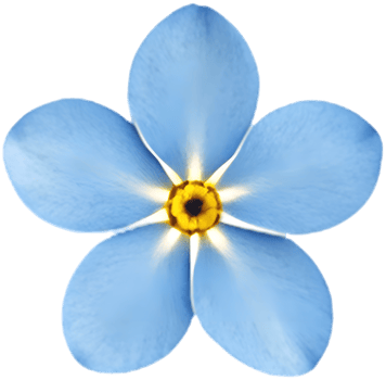 Charming Forget-Me-Not flowers clipart for artistic creation. . png