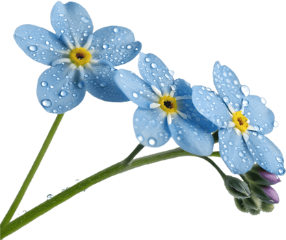 Fresh Forget-Me-Not flowers clipart with colorful appeal. . png